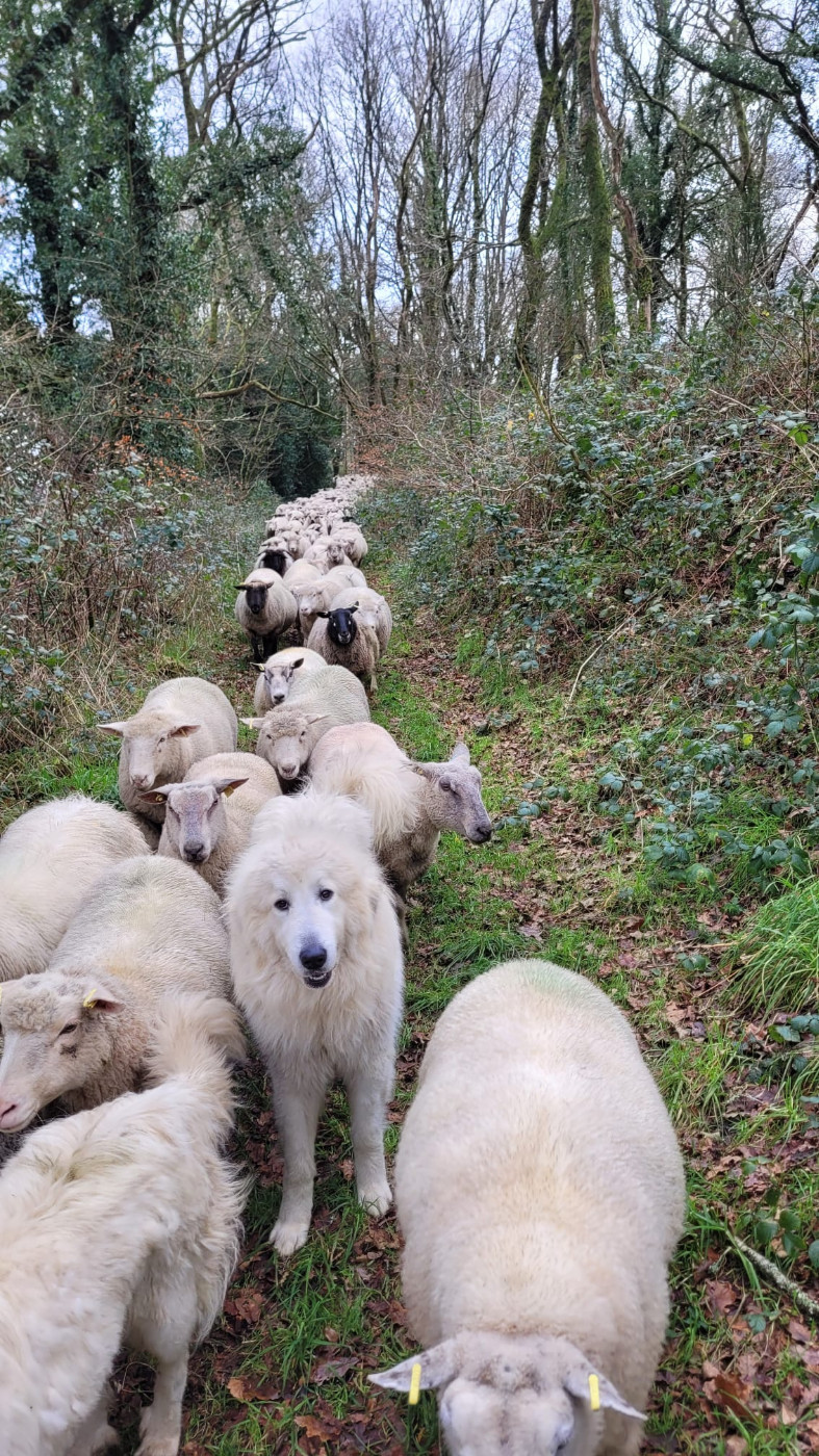 Verlors dit Vercors Les Blancs Du Nord