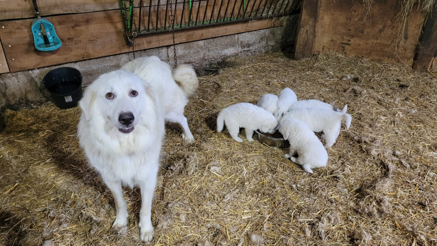 Chiot Chien de Montagne des Pyrenees Des Moutonniers De Kergonan